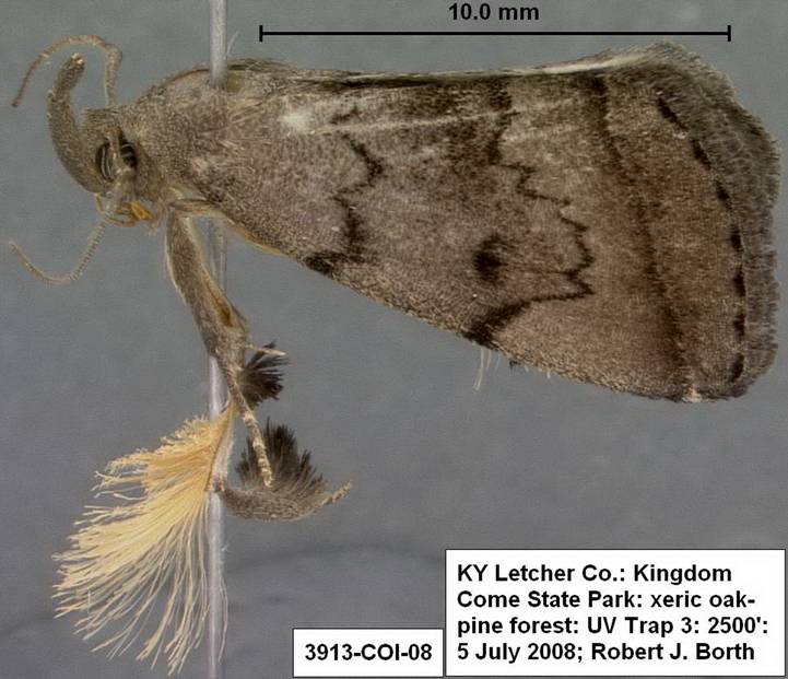 3913 Zanclognatha nr protumnusalis