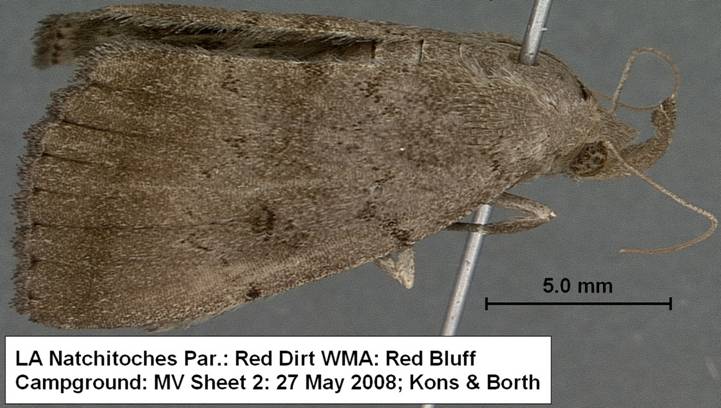 Zanclognatha martha 27 Mat 08 RDT