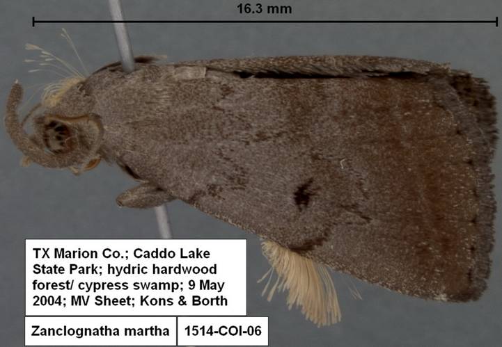 Zanclognatha martha 1514