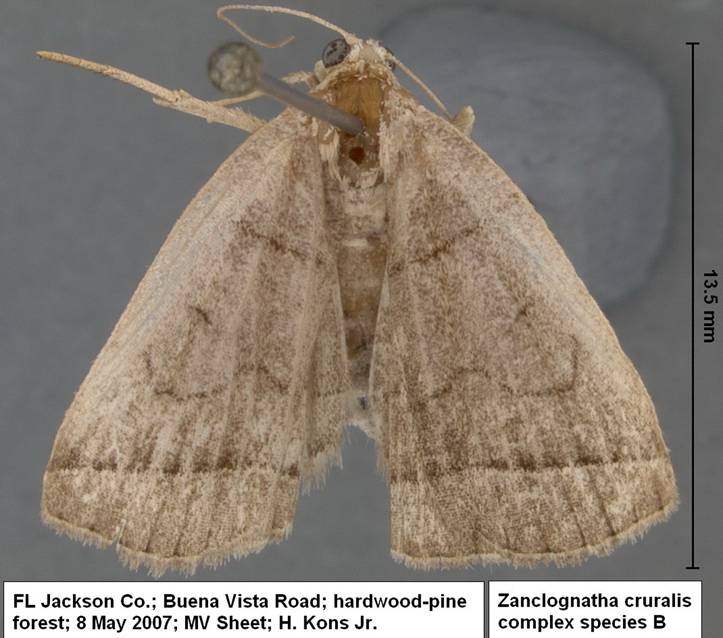 Zanclognatha cruralis B 8 May 07 BVL