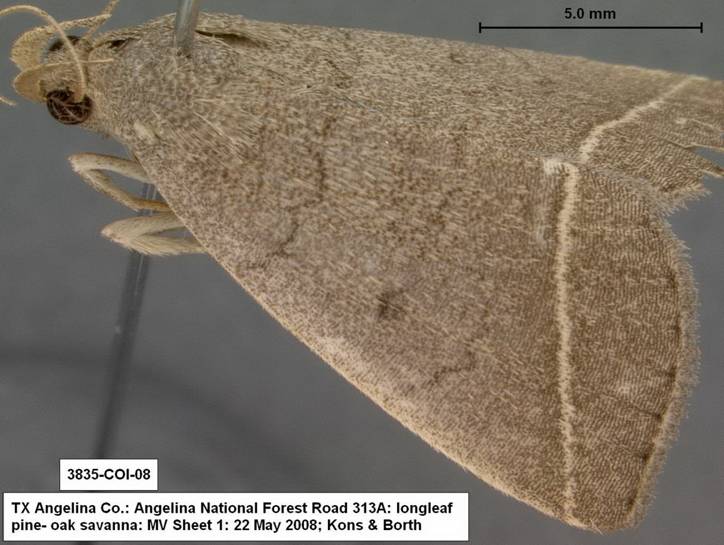3835 Zanclognatha jacchusalis