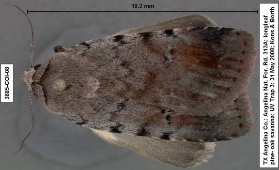 Euagrotis sullivani 3885