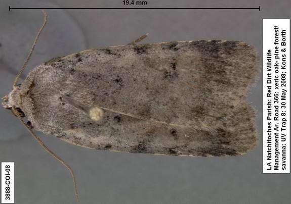 Euagrotis sullivani 3888 