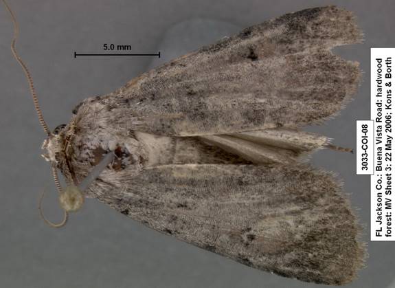 Euagrotis sullivani 3033