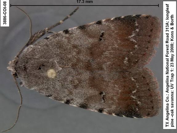 Euagrotis lubricans 3886