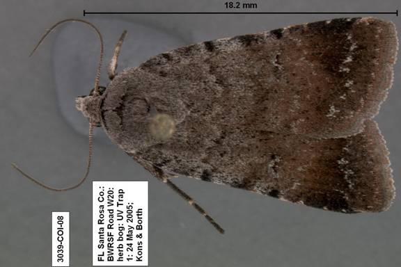 Euagrotis lubricans 3039 