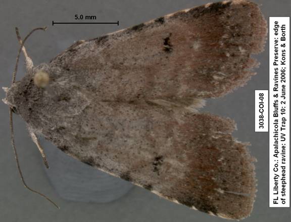 Euagrotis lubricans 3038 