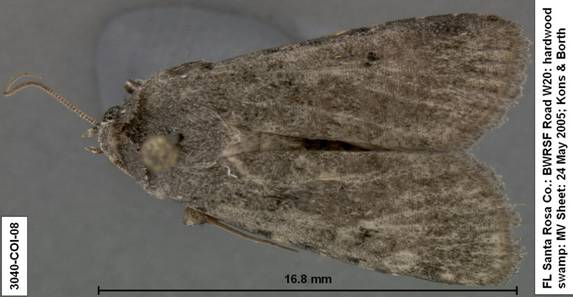 Euagrotis lubricans 3040