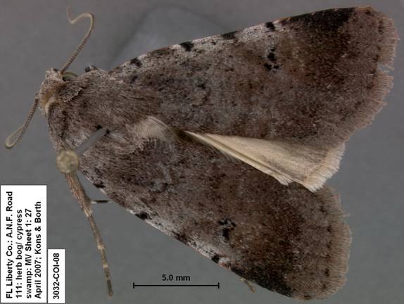 Euagrotis lubricans species 1 3032