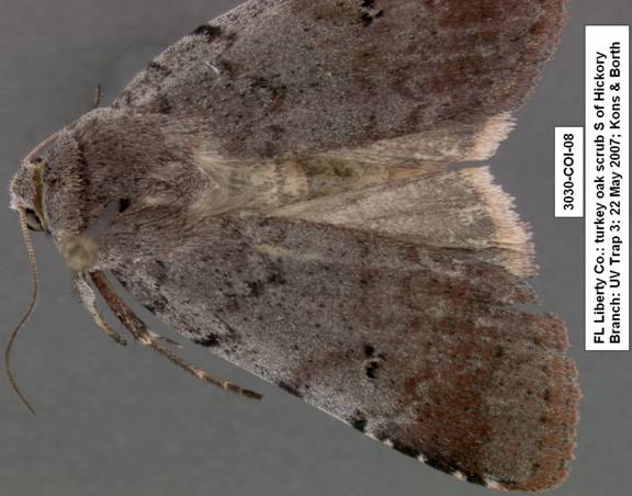 Euagrotis lubricans species 1 3030