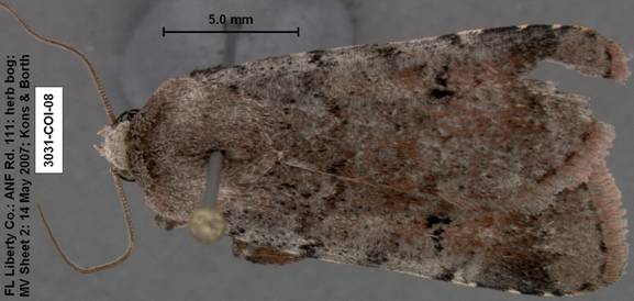 Euagrotis lubricans species 1 3031