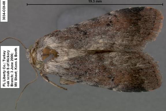 Euagrotis lubricans species 1 3034