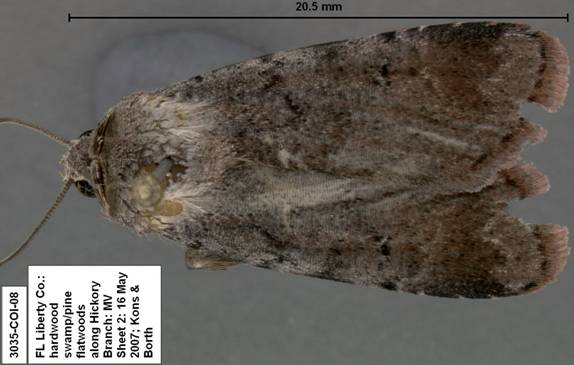 Euagrotis lubricans species 1 3035
