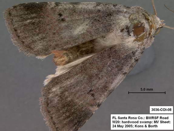 Euagrotis lubricans species 1 3036