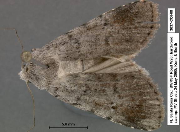 Euagrotis lubricans species 1 3037