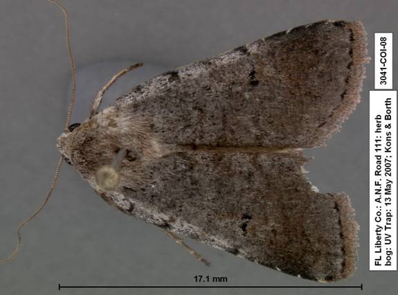 Euagrotis species 1 3041
