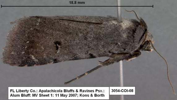 Euagrotis lubricans species 2 3054 