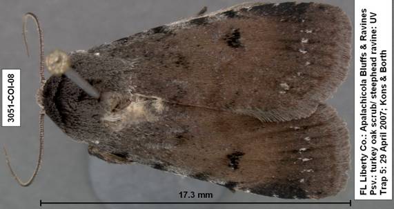Euagrotis lubricans species 2 3051 