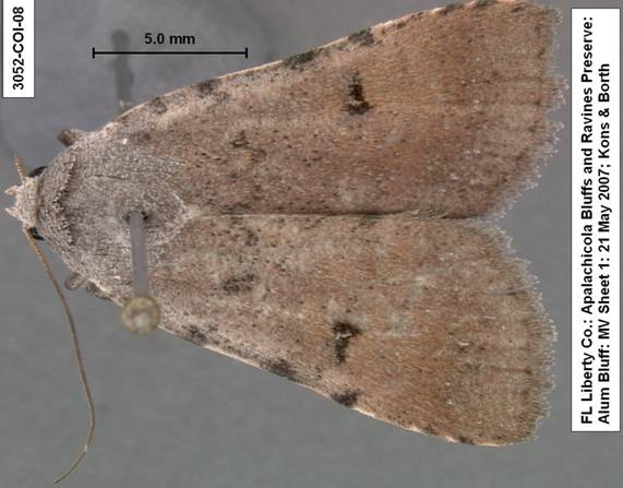 Euagrotis lubricans species 2 3052 