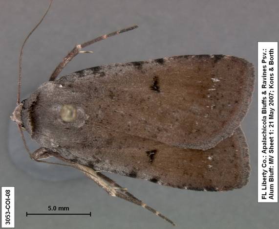 Euagrotis lubricans species 2 3053 
