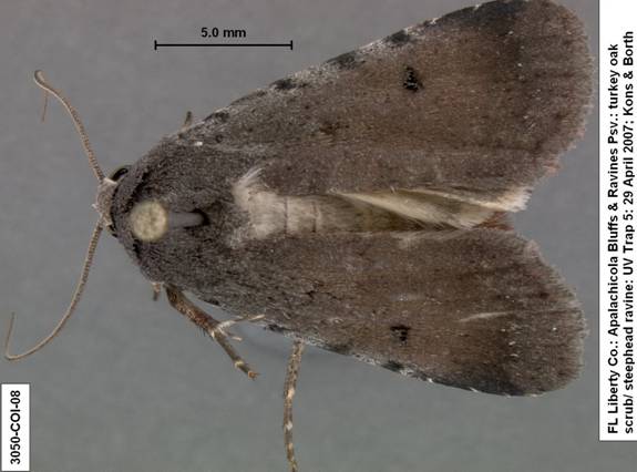 Euagrotis lubricans species 2 3050 