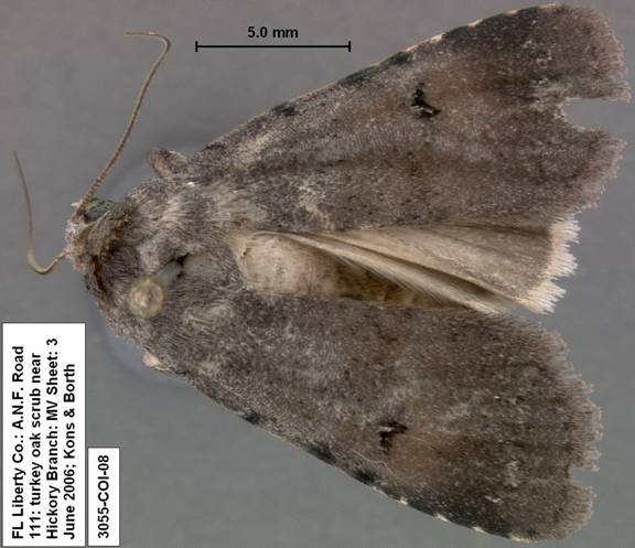 Euagrotis lubricans species 2 3055 