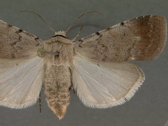 Anicla illapsa 8 July 2002 2