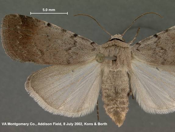 Anicla illapsa 8 July 2002
