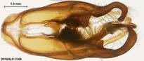 Z nr bucholzi 2368 capsule ventral 2 - Copy