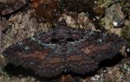 IMG_4993_resize