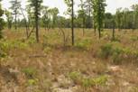 Turkey Oak Savanna ABR