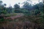 Hwy 361 salt marsh 2