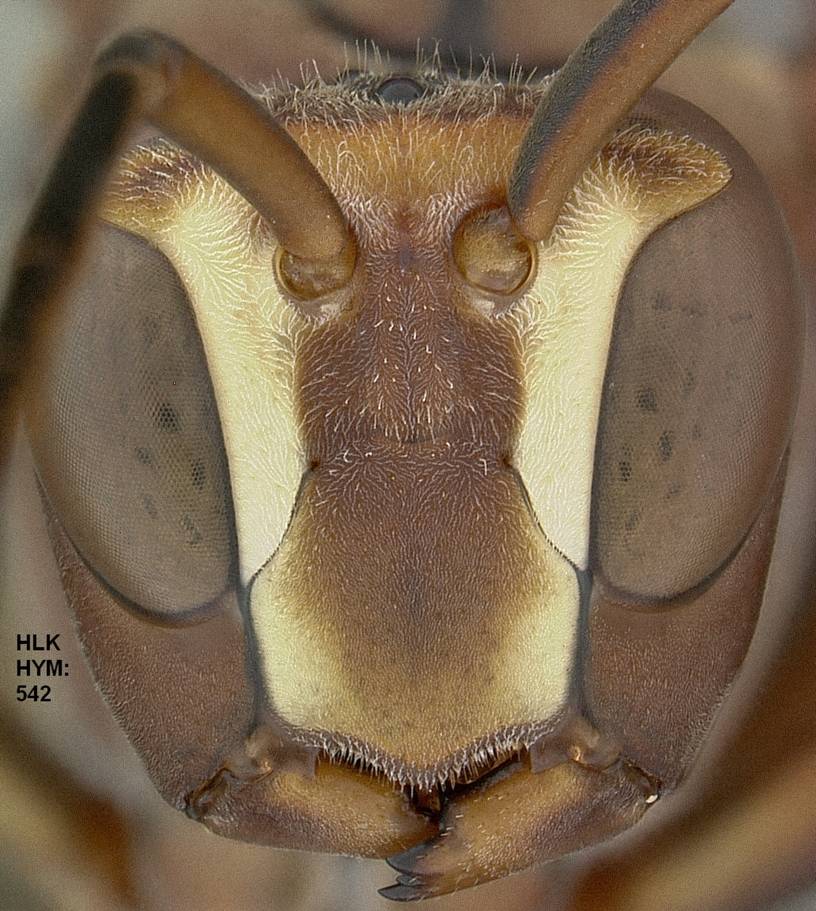 Poliste metricus 542 M face_resize