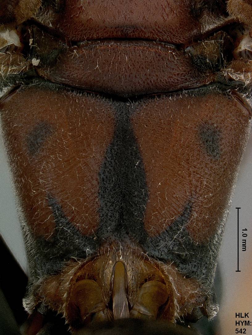 Poliste metricus 542 M propodeum_resize