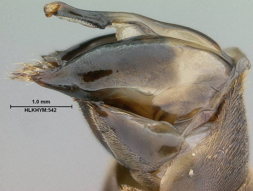 Poliste metricus 542 M MG lateral_resize