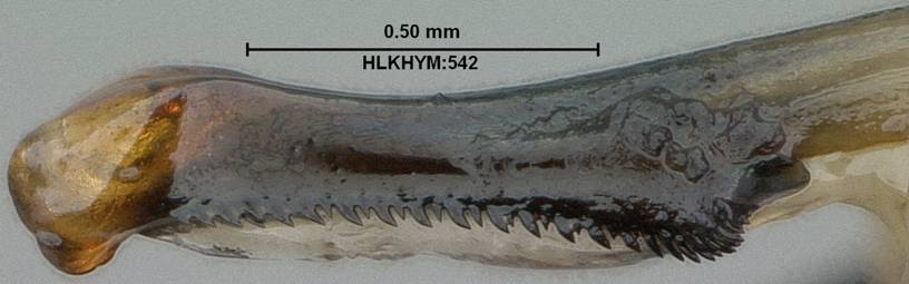 Poliste metricus 542 M MG penis teeth_resize