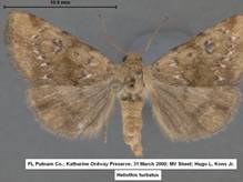 Heliothis turbatus 31 March 00 KOP