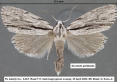 Acronicta perblanda 29 Apr 05