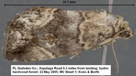 Unknown Noctuid 22 May 05 ASP