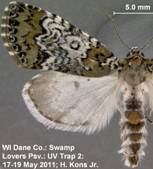 Cerma cora complex 17 may 2011 swl
