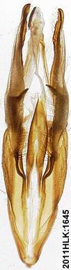 C muliercula 1645 capsule ventral 2
