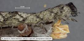 Catocala alabamae larva lateral front