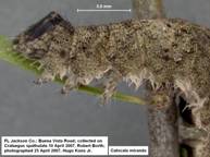 Catocala miranda larva lateral front