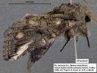 Heterocampa new species 1674 lateral