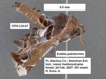 Eutelia pulcherrima 1579L